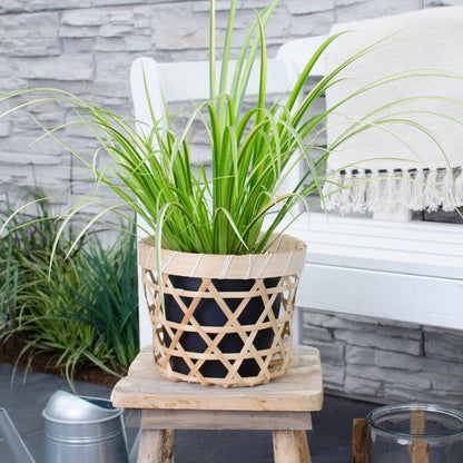 Buitenplant 3x Acorus gramineus 'Ogon' - Pot Ø 14cm Hoogte ↕ 30cm