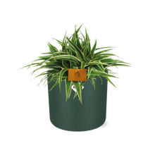 Kamerplant - Chlorophytum Ocean - Pot Ø 16cm Hoogte ↕ 15cm