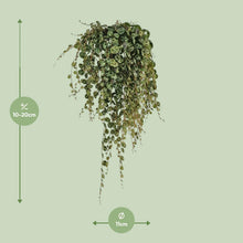 Kamerplant - Peperomia Prostrata - Pot Ø 11cm Hoogte ↕ 20cm