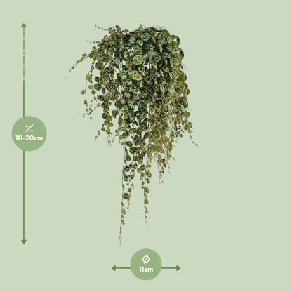Kamerplant - Peperomia Prostrata - Pot Ø 11cm Hoogte ↕ 20cm