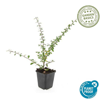 Buitenplant 60x Cotoneaster suec. 'Coral Beauty' - Pot Ø 9cm Hoogte ↕ 10-25cm
