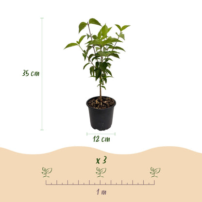 Buitenplant - Cornus kousa chinensis - Bloeiend - Pot Ø 12cm Hoogte ↕ 35cm