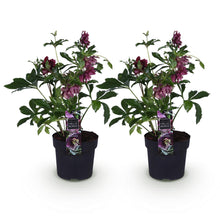 Buitenplant 2x Helleborus orientalis 'Double Ellen Red' - Groenblijvend - Pot Ø 14cm Hoogte ↕ 35cm