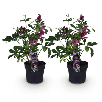 Buitenplant 2x Helleborus orientalis 'Double Ellen Red' - Groenblijvend - Pot Ø 14cm Hoogte ↕ 35cm