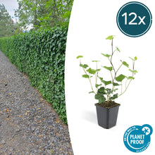 Buitenplant 12x Hedera Hibernica - Klimplant - Pot Ø 9cm Hoogte ↕ 10-25cm