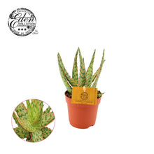 Kamerplant - Aloe Hybride - Pot Ø 10,5cm Hoogte ↕ 15cm