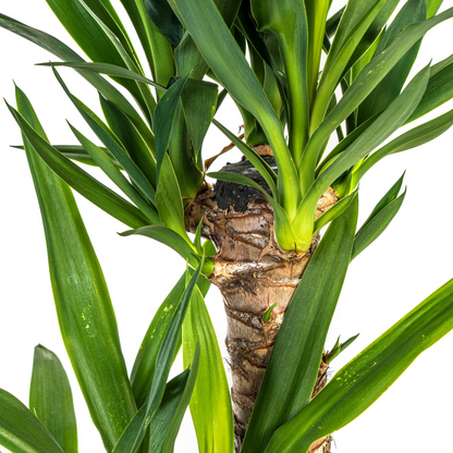 Kamerplant - Yucca Elephantipes - Pot Ø 19cm Hoogte ↕ 70-90cm