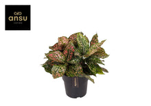 Kamerplant - Aglaonema Pink Leopard - Pot Ø 19cm Hoogte ↕ 40cm