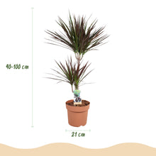 Kamerplant - Dracaena Magenta - Drakenbloedboom - Pot Ø 21cm Hoogte ↕ 90-100cm