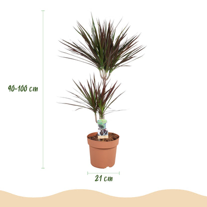 Kamerplant - Dracaena Magenta - Drakenbloedboom - Pot Ø 21cm Hoogte ↕ 90-100cm
