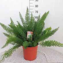 Kamerplant - Asparagus densiflorus 'Meyersii' - Pot Ø 27cm Hoogte ↕ 60cm
