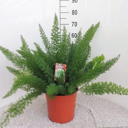 Kamerplant - Asparagus densiflorus 'Meyersii' - Pot Ø 27cm Hoogte ↕ 60cm
