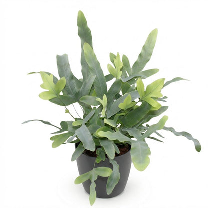 Kamerplant - Phlebodium aureum Blue Star - Blauwe Varen - Pot Ø 12cm Hoogte ↕ 25cm