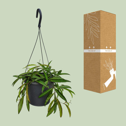 Kamerplant - Hoya Weyetii - Pot Ø 19cm Hoogte ↕ 20cm