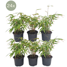 Buitenplant 24x Fargesia rufa - Winterhard - Pot Ø 13cm Hoogte ↕ 25cm