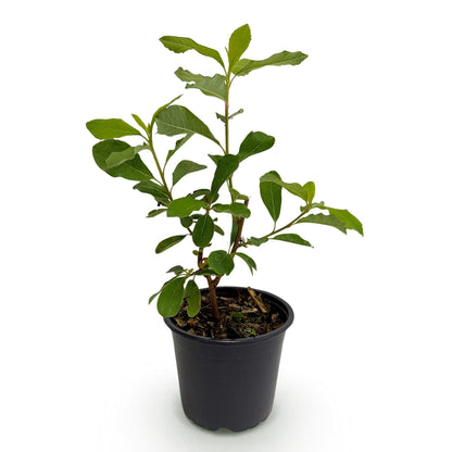 Buitenplant - Cornus florida - Bloeiend - Pot Ø 12cm Hoogte ↕ 35cm