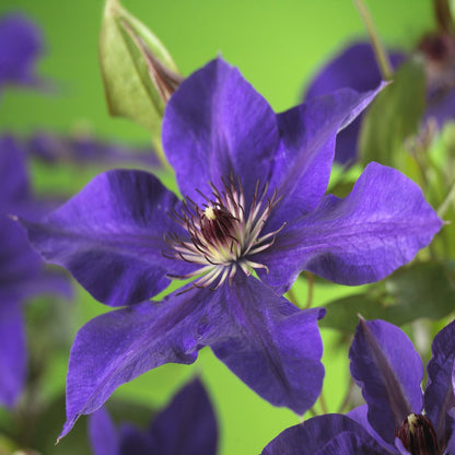 Buitenplant 2x Clematis The President - Bloeiend - Pot Ø 11cm Hoogte ↕ 40cm