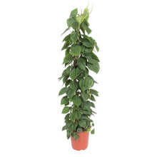 Kamerplant - Philodendron Scandens Gaasrek - Pot Ø 27cm Hoogte ↕ 150cm