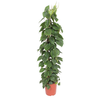 Kamerplant - Philodendron Scandens Gaasrek - Pot Ø 27cm Hoogte ↕ 150cm
