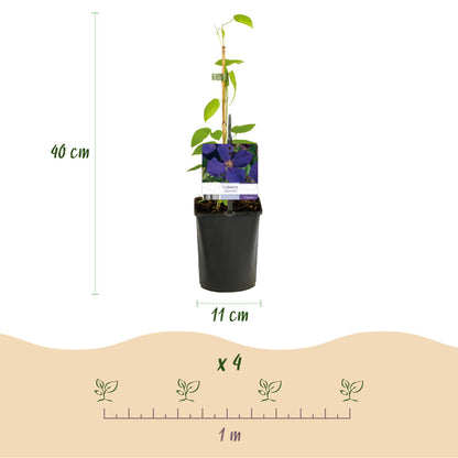 Buitenplant 4x Clematis Rainbow - Bloeiend - Pot Ø 11cm Hoogte ↕ 40cm