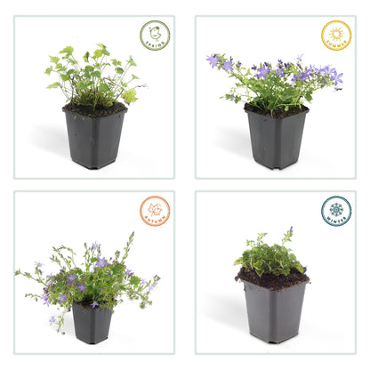 Buitenplant 24x Campanula poscharskyana 'Stella' - Bloeiend - Pot Ø 9cm Hoogte ↕ 10-25cm