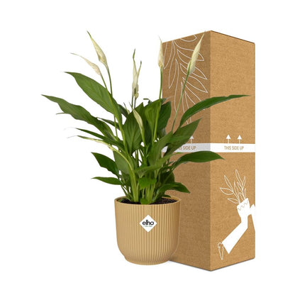 Kamerplant - Spathiphyllum Torelli - Inclusief sierpot - Pot Ø 12cm