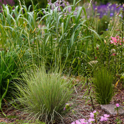 Buitenplant 4x Festuca glauca 'Golden Toupee' - Siergras Bladhoudend - Pot Ø 17cm Hoogte ↕ 50cm