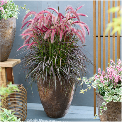 Buitenplant 2x Pennisetum 'Tiny Tails' - Pot Ø 19cm Hoogte ↕ 40-50cm