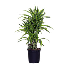 Kamerplant - Dracaena Fragrans 'Lemon Lime' - Pot Ø 24cm Hoogte ↕ 100cm