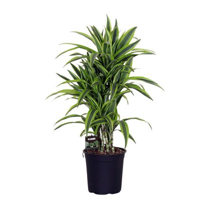 Kamerplant - Dracaena Fragrans 'Lemon Lime' - Pot Ø 24cm Hoogte ↕ 100cm