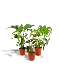 Kamerplant set 3 stuks - Monstera Deliciosa, Alocasia Zebrina & Strelitzia Nicolai