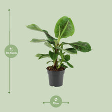 Kamerplant - Musa Oriental Dwarf - Pot Ø 17cm Hoogte ↕ 50cm