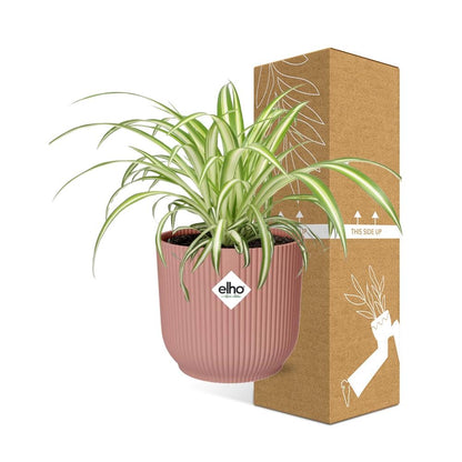 Kamerplant - Chlorophytum Comosum Variegatum - Pot Ø 14cm Hoogte ↕ 25cm