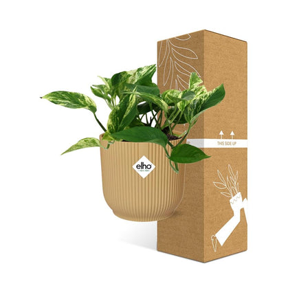 Kamerplant - Scindapsus Marble Queen - Pot Ø 14cm