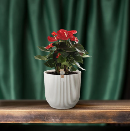Kamerplant - Anthurium Red Champion - Bloeiend - Pot Ø 21cm Hoogte ↕ 65cm