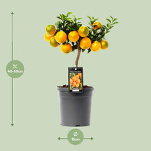 Kamerplant - Citrus Mandarin - Pot Ø 16cm Hoogte ↕ 45cm