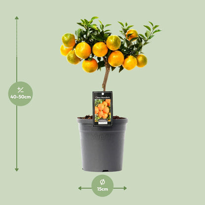 Kamerplant - Citrus Mandarin - Pot Ø 16cm Hoogte ↕ 45cm