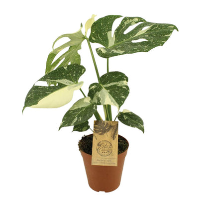 Kamerplant - Monstera Thai Constellation - Pot Ø 15cm Hoogte ↕ 50cm