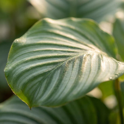 Kamerplant - Calathea Orbifolia - Pot Ø 19cm Hoogte ↕ 60cm