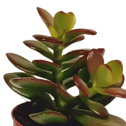 Kamerplant 10x Vetplanten Mix - Pot Ø 5.5cm