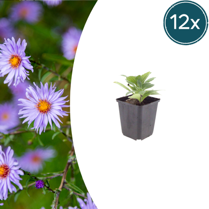 Buitenplant 12x Aster frikartii 'Monch' - Bloeiend - Pot Ø 9cm Hoogte ↕ 10-25cm