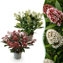 Buitenplant 2x Skimmia japonica Duo - Bloeiend Wit & Rood - Winterhard - Pot Ø 15cm Hoogte ↕ 30cm