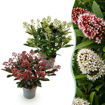 Buitenplant 2x Skimmia japonica Duo - Bloeiend Wit & Rood - Winterhard - Pot Ø 15cm Hoogte ↕ 30cm