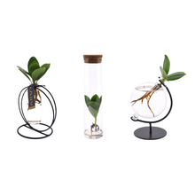 Kamerplant 3x Clusia in glas - Bundel - Pot Ø 5cm Hoogte ↕ 10cm
