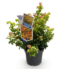 Buitenplant - Leucothoe Curly Gold - Groenblijvend - Pot Ø 17cm Hoogte ↕ 40cm
