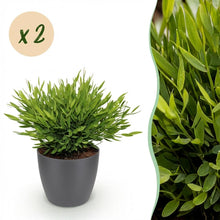 Kamerplant 2x Pogonatherum paniceum - Bamboegras - Pot Ø 12cm Hoogte ↕ 20cm