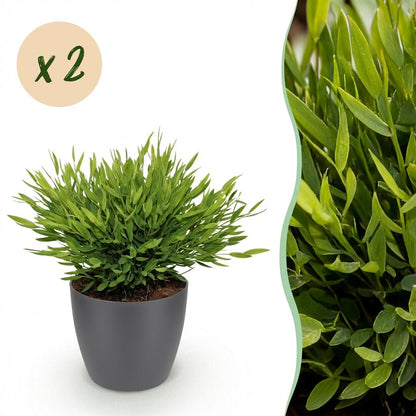 Kamerplant 2x Pogonatherum paniceum - Bamboegras - Pot Ø 12cm Hoogte ↕ 20cm