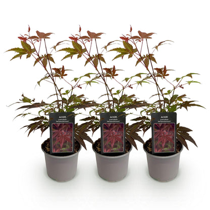 Buitenplant 3x Acer palmatum Atropurpureum - Pot Ø 12cm Hoogte ↕ 35cm