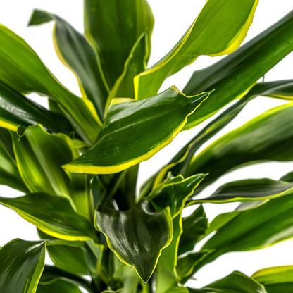 Kamerplant - Dracaena Fragrans Golden Coast - Luchtzuiverend - Pot Ø 21cm Hoogte ↕ 90-110cm