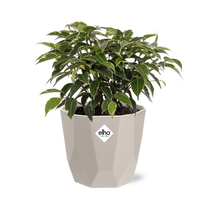 Kamerplant - Ficus Benjamina Kinky - Pot Ø 14cm